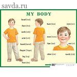 Строение тела человека. My body. Наглядное пособие по английскому языку для начальной школы
