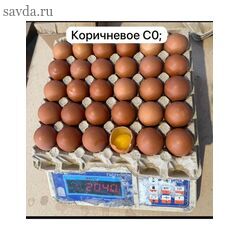 Яйцо коричневого цвета С-0