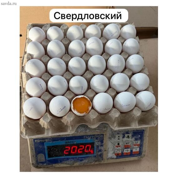 Яйцо Белое С-0